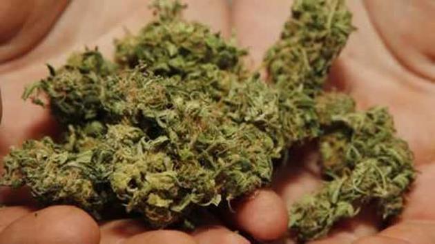 Read more about the article Chicago Voters backs recreational marijuana