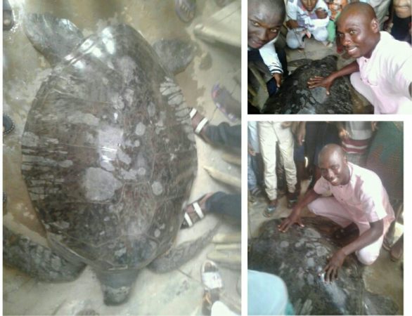 You are currently viewing PhotoNews: A giant turtle caught in Famgbe, Bayelsa State