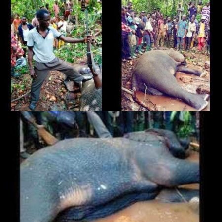 You are currently viewing Online outrage after a Nigerian kills elephant in Idanre, Ondo State